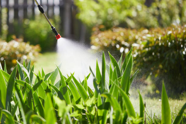 24/7 Emergency Termite Control experts in Clayton, NM